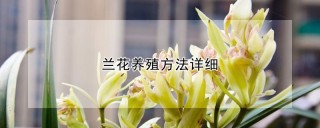 兰花养殖方法详细,第1图