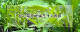 空心菜黄叶病是什么原因,第1图