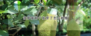 菠萝蜜种子发芽了怎么种植,第1图