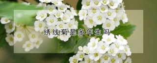 绣线菊是多年生吗,第1图