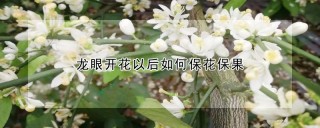 龙眼开花以后如何保花保果,第1图