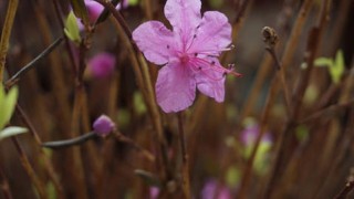 干枝杜鹃花语,第1图