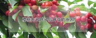 樱桃先长叶子后开花的原因,第1图