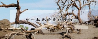 树干枯死还能补救吗,第1图