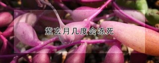 紫玄月几度会冻死,第1图