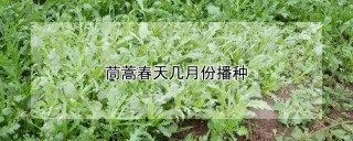 茼蒿春天几月份播种,第1图