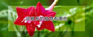 须根系的植物有哪些,第1图