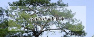 松树的特点和精神,第1图