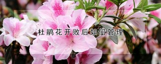 杜鹃花开败后如何管理,第1图