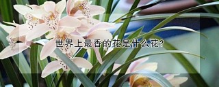 世界上最香的花是什么花?,第1图