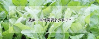 菠菜一亩地需要多少种子?,第1图