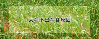 大蒜不出蒜苔原因,第1图