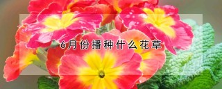 6月份播种什么花草,第1图