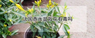 法国香水盆栽花有毒吗,第1图