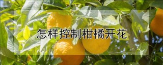 怎样控制柑橘开花,第1图