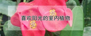 喜欢阳光的室内植物,第1图