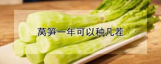 莴笋一年可以种几茬,第1图