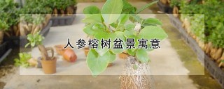 人参榕树盆景寓意,第1图