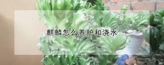 麒麟怎么养护和浇水,第1图