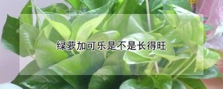 绿萝加可乐是不是长得旺,第1图