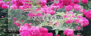 红木香能在室内养吗,第1图