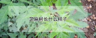 芝麻树长什么样子,第1图