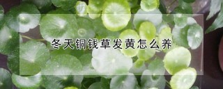 冬天铜钱草发黄怎么养,第1图