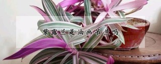 紫露兰是油画吊兰吗,第1图