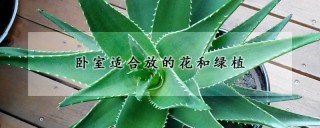 卧室适合放的花和绿植,第1图