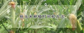 秋玉米种植时间和方法,第1图