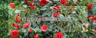 家里没有多菌灵怎么给花消毒,第1图