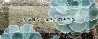 多肉可以一直放在阳光下吗,第1图