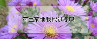 荷兰菊地栽能过冬吗,第1图