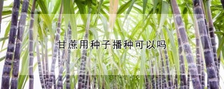 甘蔗用种子播种可以吗,第1图