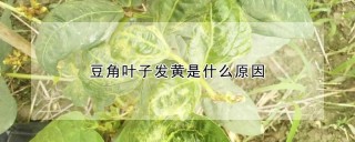 豆角叶子发黄是什么原因,第1图