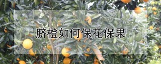 脐橙如何保花保果,第1图