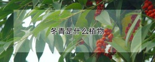 冬青是什么植物,第1图