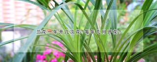 兰花一年开几次花?每年几月开花?,第1图