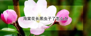 海棠花长黑虫子了怎么办,第1图