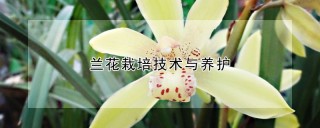 兰花栽培技术与养护,第1图