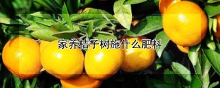 家养桔子树施什么肥料,第1图