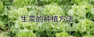 生菜的种植方法,第1图