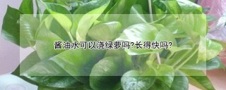 酱油水可以浇绿萝吗?长得快吗?,第1图