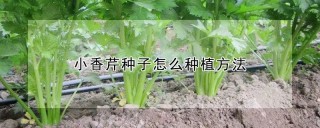 小香芹种子怎么种植方法,第1图