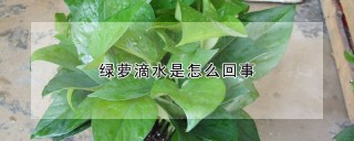 绿萝滴水是怎么回事,第1图