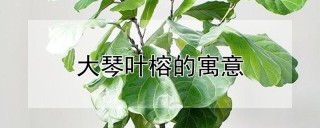 大琴叶榕的寓意,第1图