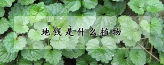 地钱是什么植物,第1图