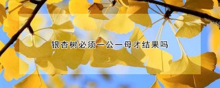 银杏树必须一公一母才结果吗,第1图