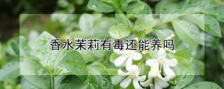 香水茉莉有毒还能养吗,第1图