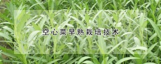 空心菜早熟栽培技术,第1图